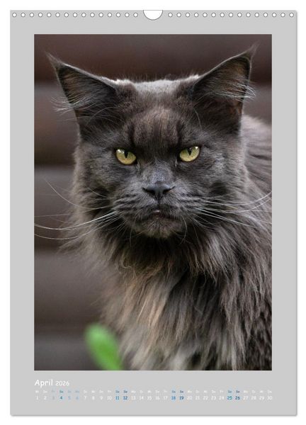 Produktbild: Maincoon & Co. - Rassekatzen mit Klasse (Wandkalender 2026 DIN A3 hoch), CALVENDO Monatskalender