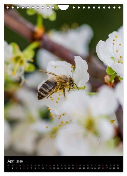 Produktbild: Bienenkalender (Wandkalender 2026 DIN A4 hoch), CALVENDO Monatskalender