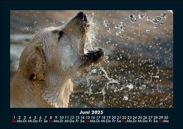 Produktbild: Hundezauber 2025 Fotokalender DIN A5
