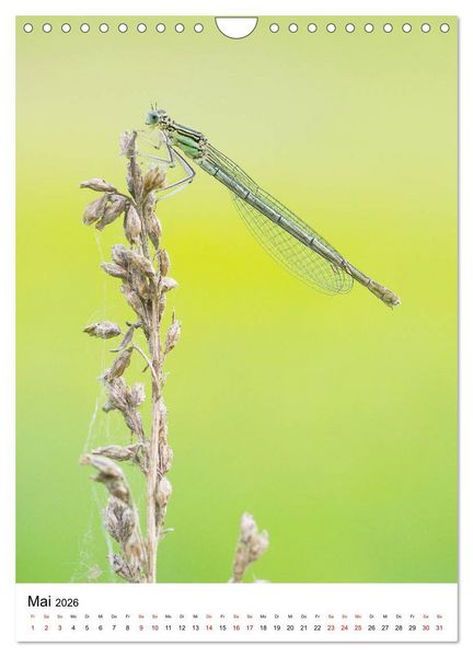 Produktbild: Insekten,Sch&ouml;nheiten der Natur (Wandkalender 2026 DIN A4 hoch), CALVENDO Monatskalender