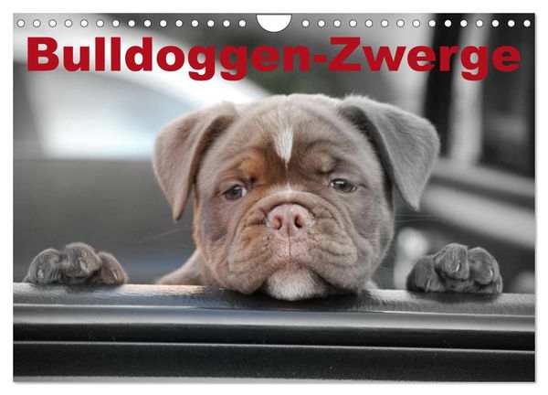 Produktbild: Bulldoggen-Zwerge (Wandkalender 2026 DIN A4 quer), CALVENDO Monatskalender