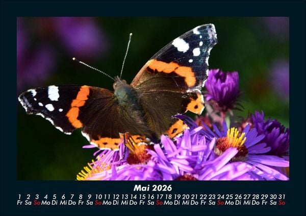 Produktbild: Bunte Pracht der Schmetterlinge 2026 Fotokalender DIN A5