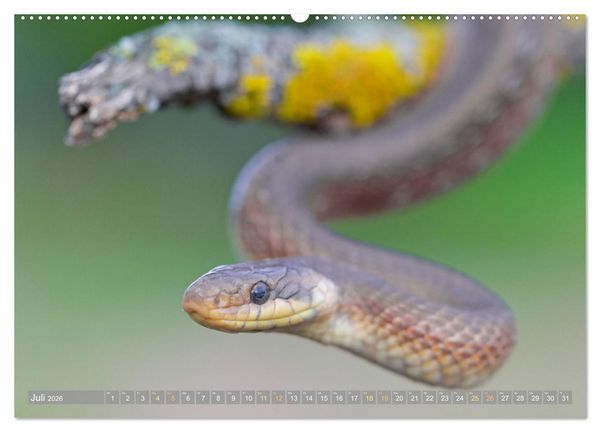 Produktbild: Schlangen: Zupackend (hochwertiger Premium Wandkalender 2026 DIN A2 quer), Kunstdruck in Hochglanz