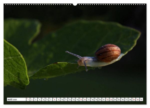 Produktbild: Admirons les escargots (Calendrier mural 2026 DIN A2 vertical) calendrier de bureau