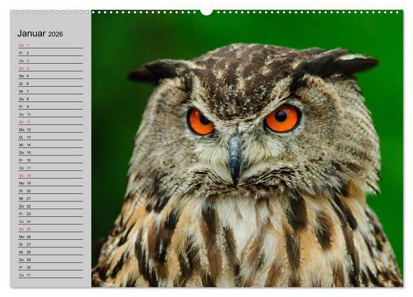 Produktbild: Eulen. Gefiederte Weisheit (hochwertiger Premium Wandkalender 2026 DIN A2 quer), Kunstdruck in Hochglanz
