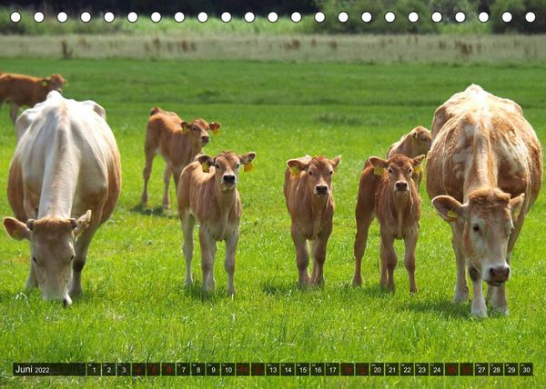 Produktbild: Neustadt am R&uuml;benberge Natur in Stadtn&auml;he (Tischkalender 2022 DIN A5 quer)