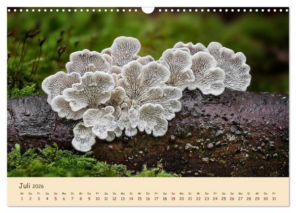 Produktbild: Pilzgalerie - Eindrucksvolle Aufnahmen von unseren heimischen Pilzen (Wandkalender 2026 DIN A3 quer), CALVENDO Monatskalender