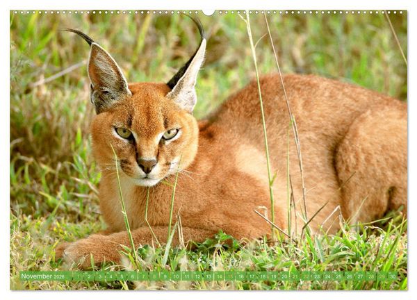 Produktbild: Raubkatzen: Geschmeidige J&auml;ger (Wandkalender 2026 DIN A2 quer), CALVENDO Monatskalender