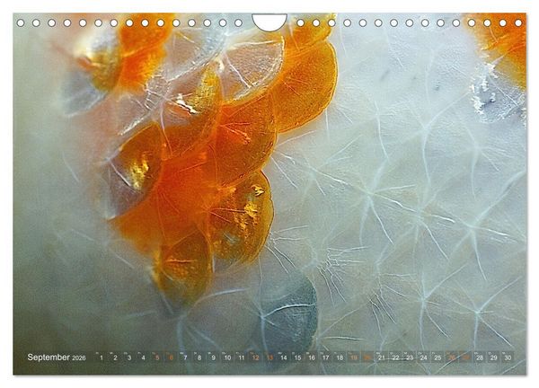 Produktbild: Goldfischportraits (Wandkalender 2026 DIN A4 quer), CALVENDO Monatskalender