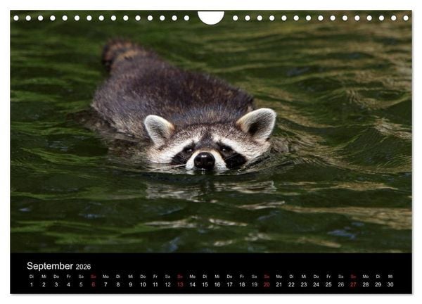 Produktbild: Waschb&auml;ren (Wandkalender 2026 DIN A4 quer), CALVENDO Monatskalender