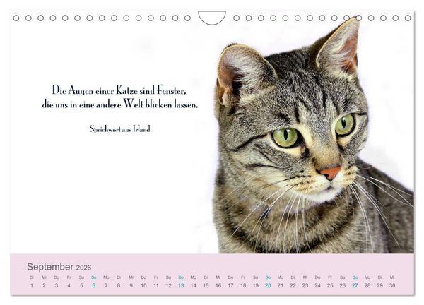 Produktbild: Katzenzitate 2026 (Wandkalender 2026 DIN A4 quer), CALVENDO Monatskalender