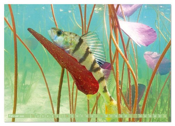Produktbild: Heimische Fische: Karpfen, Forelle, Hecht (Wandkalender 2026 DIN A2 quer), CALVENDO Monatskalender