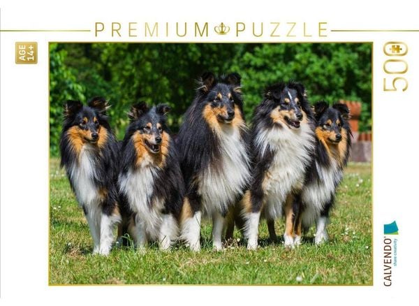 CALVENDO Puzzle Sheltie-Gruppe | 500 Teile Lege-Größe 48 × 36 cm Foto-Puzzle für Erwachsene