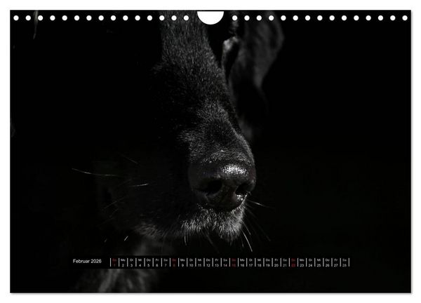 Produktbild: Flatcoated Retriever Black Edition (Wandkalender 2026 DIN A4 quer), CALVENDO Monatskalender