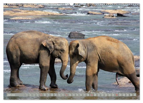 Produktbild: Asiatische und afrikanische Elefanten (hochwertiger Premium Wandkalender 2026 DIN A2 quer), Kunstdruck in Hochglanz