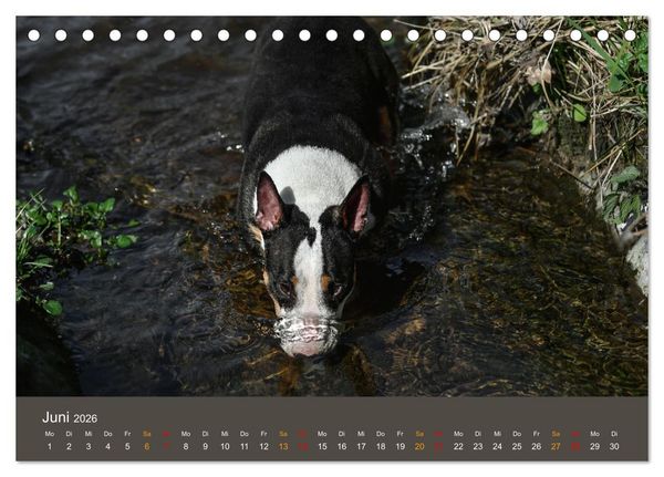 Produktbild: Bullterrier, liebenswerte Sturk&ouml;pfe (Tischkalender 2026 DIN A5 quer), CALVENDO Monatskalender