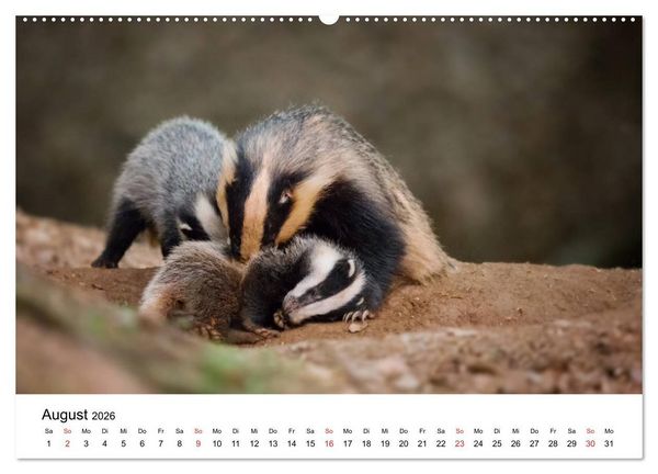 Produktbild: Unsere heimische Tierwelt (Wandkalender 2026 DIN A2 quer), CALVENDO Monatskalender