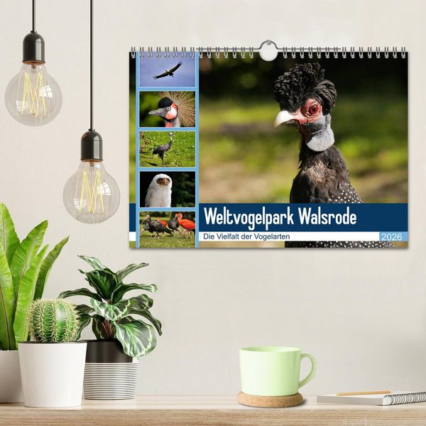 Produktbild: Weltvogelpark Walsrode - Die Vielfalt der Vogelarten (Wandkalender 2026 DIN A4 quer), CALVENDO Monatskalender