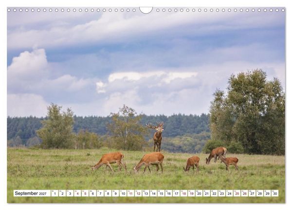Produktbild: Wildtiere im M&uuml;ritz-Nationalpark (Wandkalender 2027 DIN A3 quer), CALVENDO Monatskalender