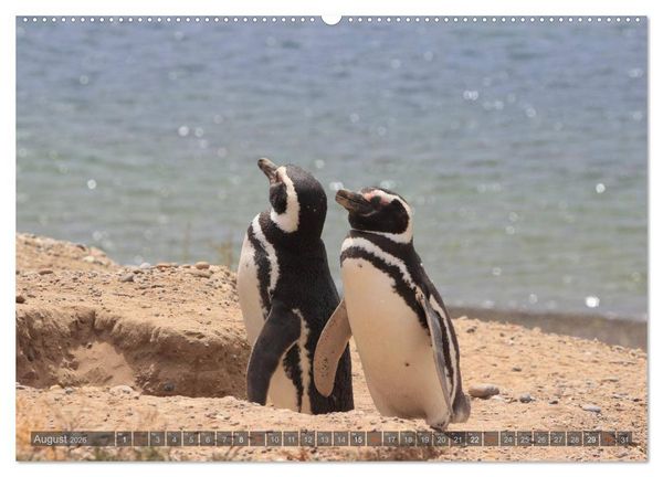 Produktbild: Pinguine in Patagonien (hochwertiger Premium Wandkalender 2026 DIN A2 quer), Kunstdruck in Hochglanz