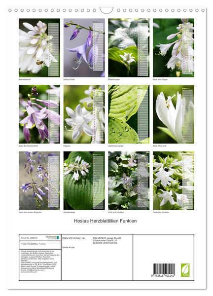Produktbild: Hostas Herzblattlilien Funkien (Wandkalender 2026 DIN A3 hoch), CALVENDO Monatskalender