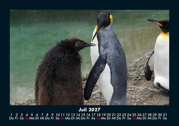 Produktbild: Tierkalender 2027 Fotokalender DIN A5