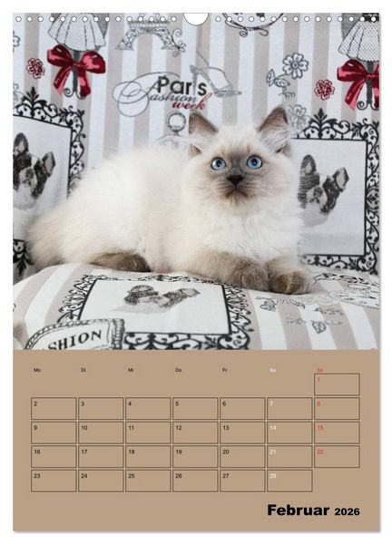Produktbild: Ragdolls zum Verlieben (Wandkalender 2026 DIN A3 hoch), CALVENDO Monatskalender