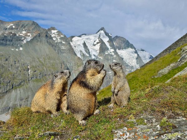 Produktbild: Ein Motiv aus dem Kalender Murmeltiere (Puzzle)
