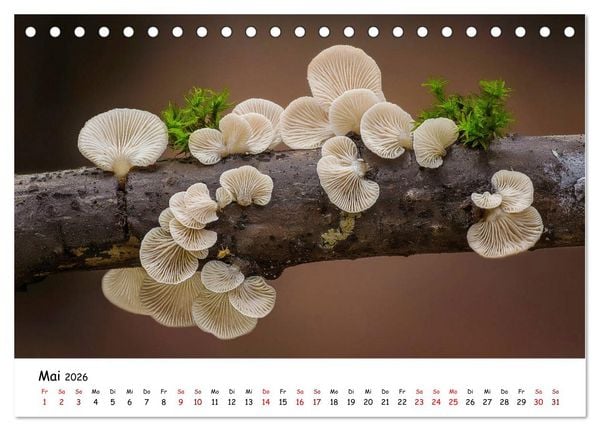 Produktbild: Pilzgalerie - Heimische Pilze von ihrer sch&ouml;nsten Seite (Tischkalender 2026 DIN A5 quer), CALVENDO Monatskalender
