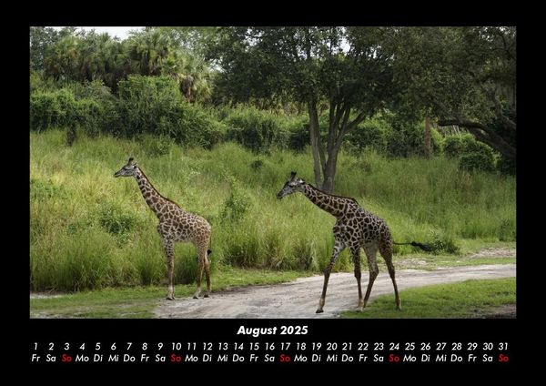Produktbild: Giraffen 2025 Fotokalender DIN A3