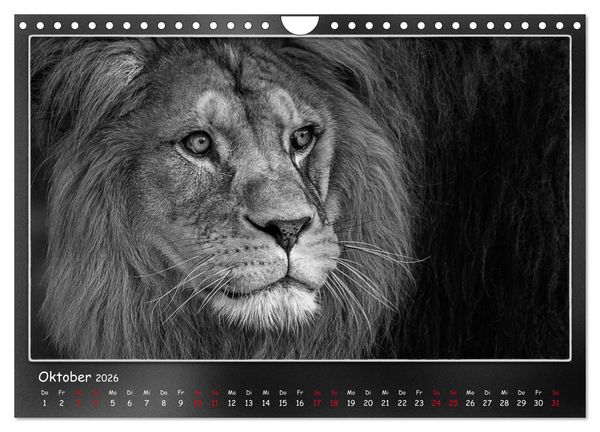 Produktbild: Tieren ins Gesicht geschaut (Wandkalender 2026 DIN A4 quer), CALVENDO Monatskalender
