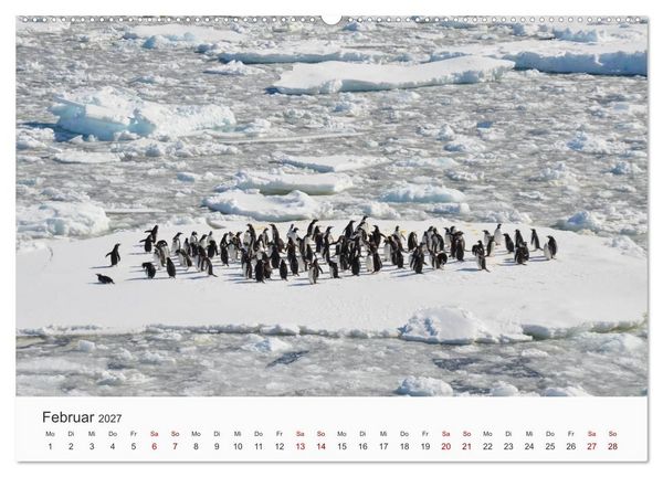 Produktbild: Pinguine - Die sympathischen Frack-Tr&auml;ger (Wandkalender 2027 DIN A2 quer), CALVENDO Monatskalender