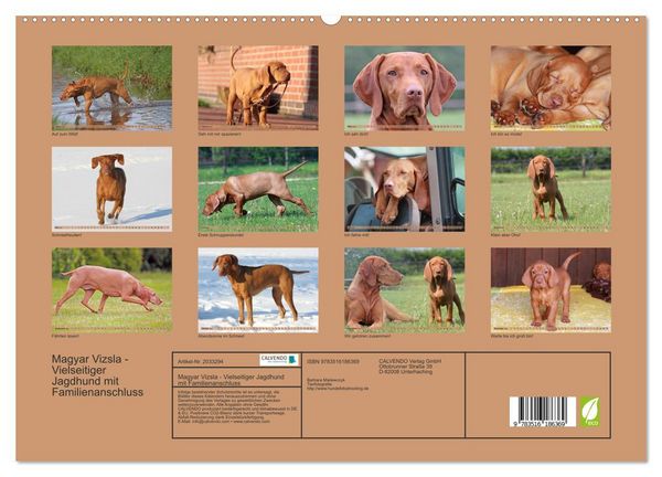 Produktbild: Magyar Vizsla - Vielseitiger Jagdhund mit Familienanschluss (hochwertiger Premium Wandkalender 2026 DIN A2 quer), Kunstdruck in Hochglanz