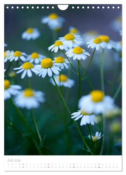 Produktbild: Wiesenblumen (Wandkalender 2026 DIN A4 hoch), CALVENDO Monatskalender