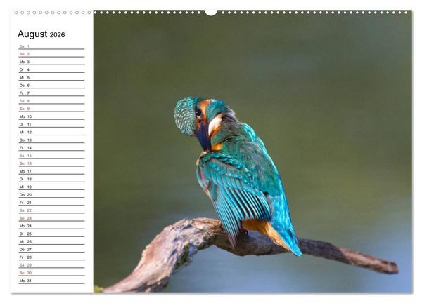 Produktbild: Eisv&ouml;gel (Wandkalender 2026 DIN A2 quer), CALVENDO Monatskalender