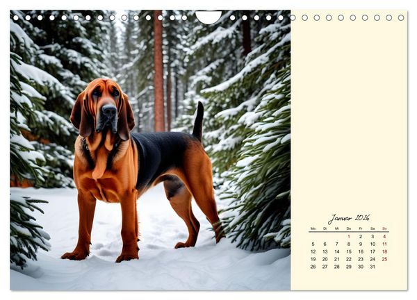 Produktbild: Bloodhound - M&auml;chtige Sp&uuml;rnase (Wandkalender 2026 DIN A4 quer), CALVENDO Monatskalender