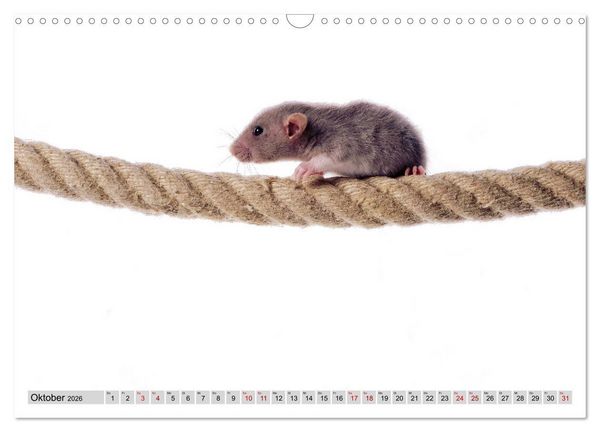 Produktbild: Rattenscharf und zuckers&uuml;&szlig; (Wandkalender 2026 DIN A3 quer), CALVENDO Monatskalender