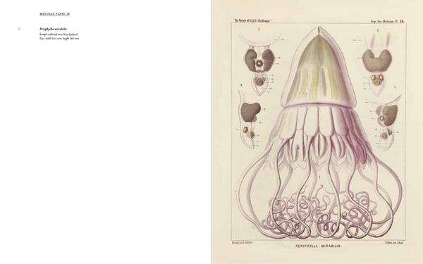 Produktbild: Art Forms from the Abyss