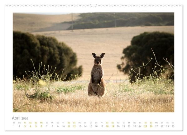 Produktbild: Ein L&auml;cheln f&uuml;r die Tierwelt (Wandkalender 2026 DIN A2 quer), CALVENDO Monatskalender