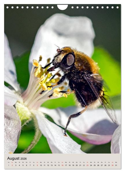 Produktbild: INSEKTENWELT - Heimische N&uuml;tzlinge ganz nah (Wandkalender 2026 DIN A4 hoch), CALVENDO Monatskalender