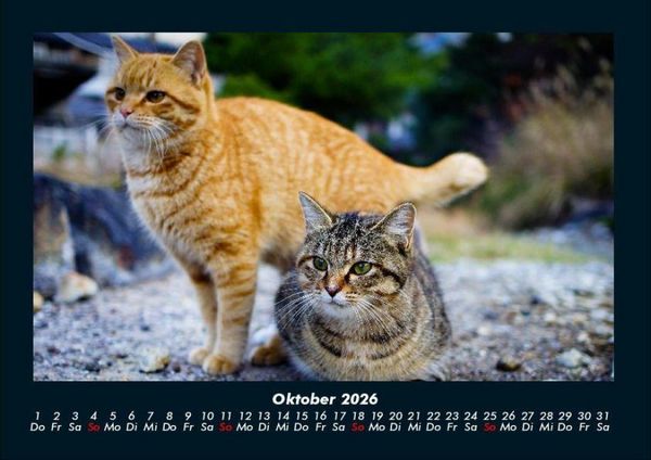 Produktbild: F&uuml;r Katzenfreunde 2026 Fotokalender DIN A4