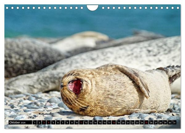 Produktbild: Robben an der Nordsee (Wandkalender 2026 DIN A4 quer), CALVENDO Monatskalender