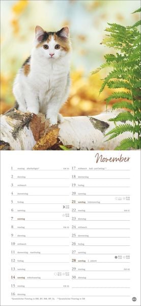 Produktbild: Katzen slim - Auf sanften Pfoten Kalender 2027