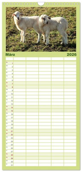 Produktbild: Familienplaner 2026 - Sch&auml;fchen z&auml;hlen - mit Schafen durchs Jahr mit 5 Spalten (Wandkalender, 21 x 45 cm) CALVENDO