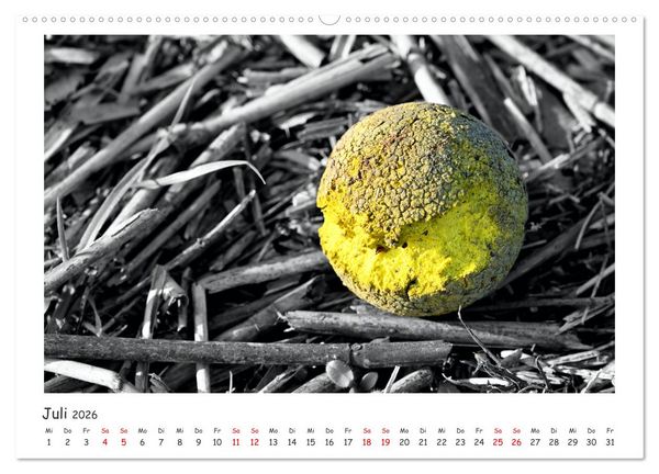 Produktbild: Gestrandet -Treibgut- (hochwertiger Premium Wandkalender 2026 DIN A2 quer), Kunstdruck in Hochglanz