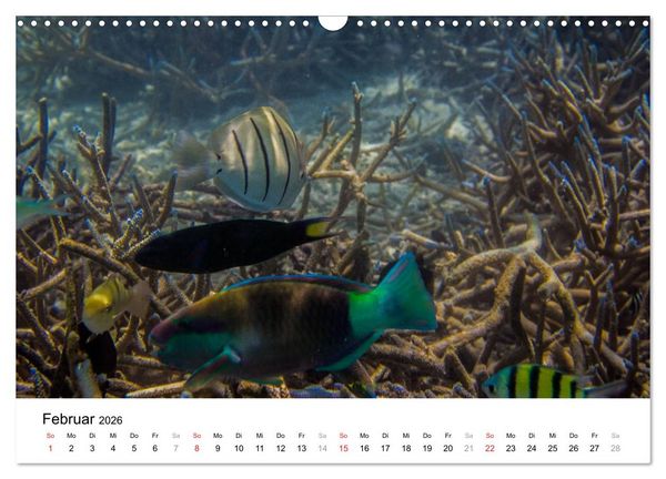 Produktbild: Unterwasserwelt der Malediven II (Wandkalender 2026 DIN A3 quer), CALVENDO Monatskalender