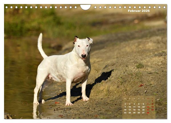 Produktbild: Bullterrier 2026 Frech und fr&ouml;hlich durch das Jahr (Wandkalender 2026 DIN A4 quer), CALVENDO Monatskalender