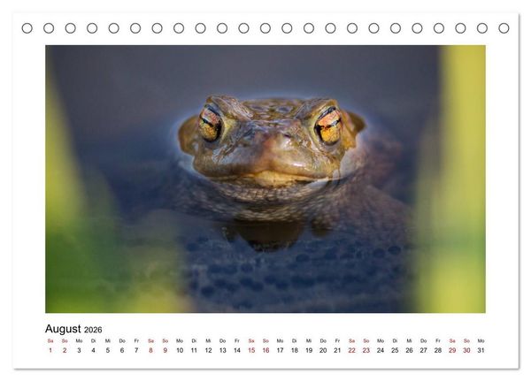 Produktbild: Deutschlands Wildtiere (Tischkalender 2026 DIN A5 quer), CALVENDO Monatskalender