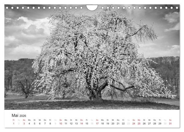 Produktbild: B&auml;ume - Natursch&ouml;nheiten in schwarz-wei&szlig; (Wandkalender 2026 DIN A4 quer), CALVENDO Monatskalender
