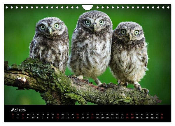 Produktbild: Billerbeck - Perle der Baumberge (Wandkalender 2026 DIN A4 quer), CALVENDO Monatskalender